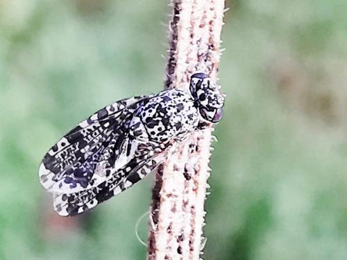 Callopistromyia annulipes